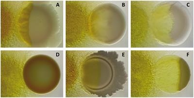 Myxococcus xanthus predation: an updated overview